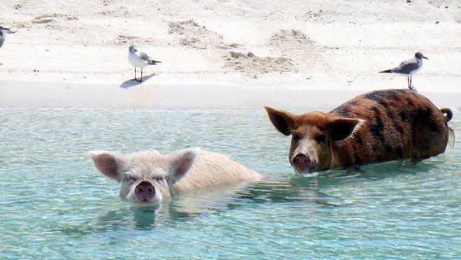 Pigs and seagulls, also strange bedfellows ©  SW